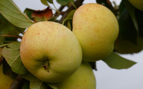 Reverend W. Wilks apples