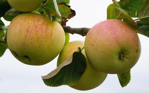 Reverend W. Wilks apples