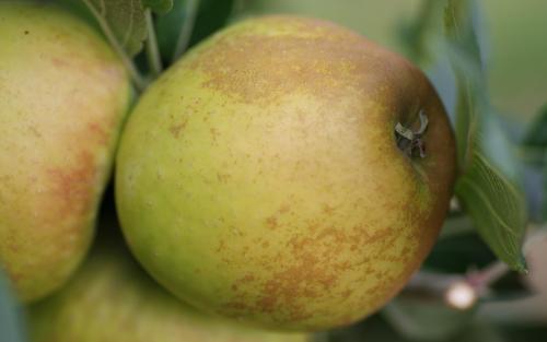 Rosemary Russet apples