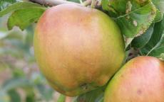 Scotch Bridget apple trees