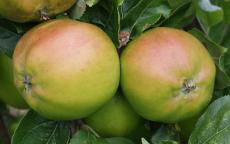 Scotch Bridget apple trees