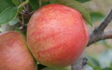 Somerset Redstreak apple trees