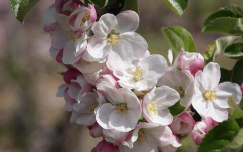 Somerset Redstreak apple blossom