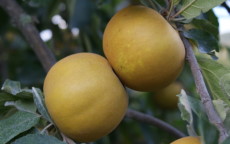 Saint Edmund's Russet apple trees