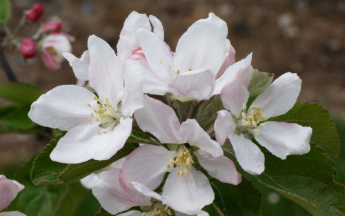 Saint Edmund's Russet apple blossom