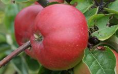 Tom Putt cider apple trees