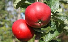 Tom Putt apple trees