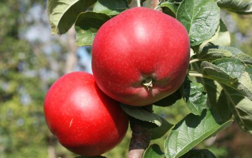 Tom Putt apples
