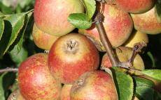 Tydeman's Late Orange apple trees