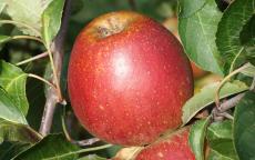 Tydeman's Late Orange apple trees