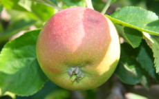 Warner's King apple trees