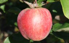 Yarlington Mill apple trees