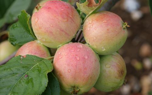 Yarlington Mill apples