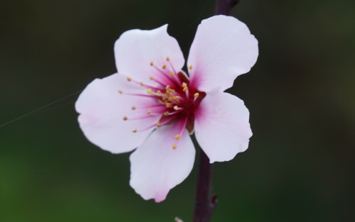 Ingrid almond blossom