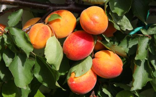 Golden Glow apricots