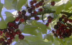 Black Oliver cherry trees