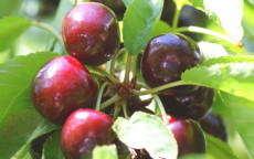 Hertford cherry trees