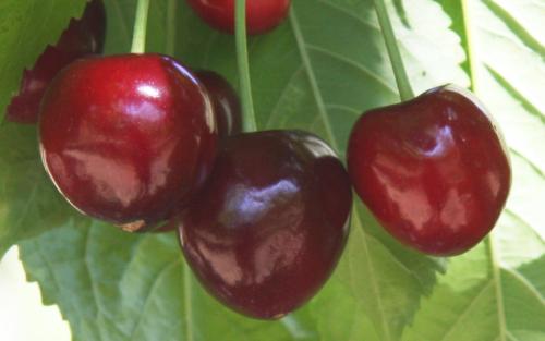 Merchant sweet cherries