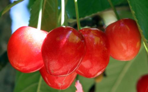 Merton Glory sweet cherries