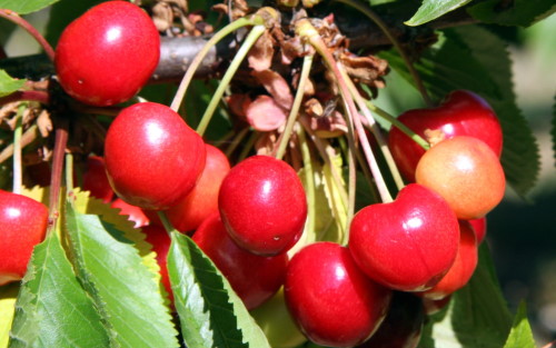 Skeena sweet cherries