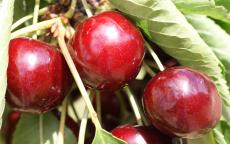 Summer Sun cherry trees