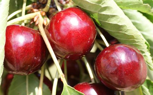 Summer Sun sweet cherries