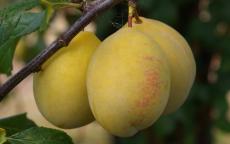 Coe's Golden Drop plum trees