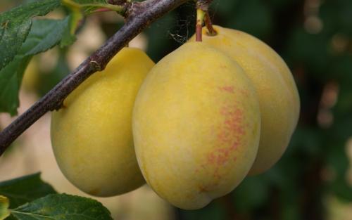 Coe's Golden Drop plums