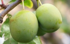 Denniston's Superb plum trees