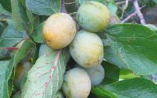 Denniston's Superb plum trees