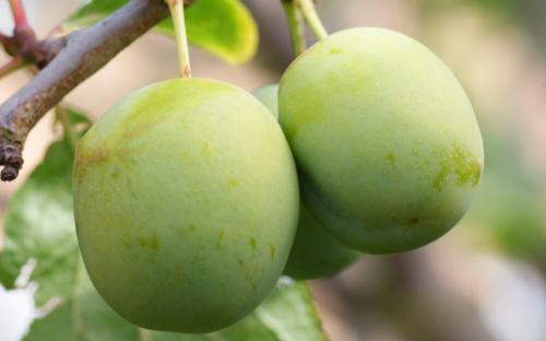 Denniston's Superb plums