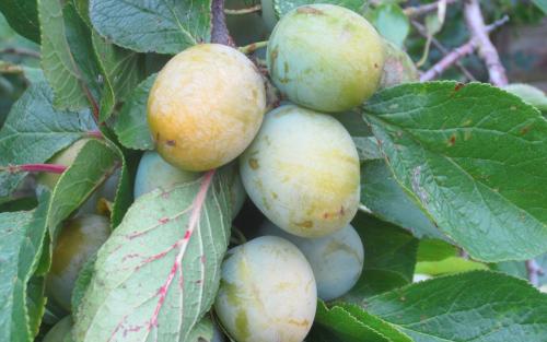 Denniston's Superb plums