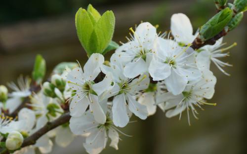 Denniston's Superb plum blossom