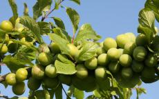 Stella's Star plum trees