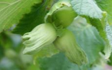 Kentish Cob hazel trees