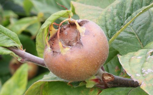 Royal medlar fruits