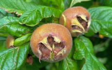 Flanders Giant medlar trees