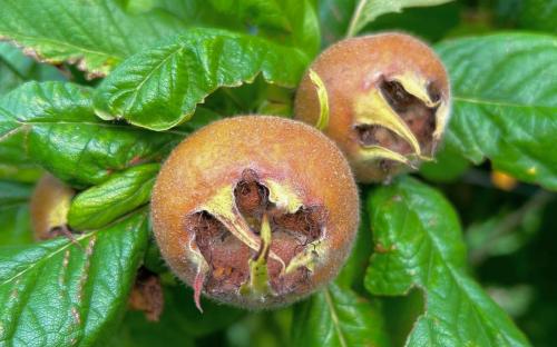 Flanders Giant medlar fruits