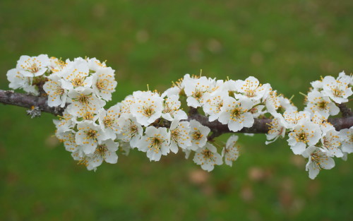 Prunus cerasifera Countess blossom