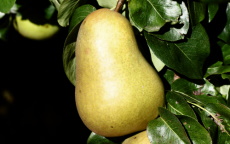 Buy Beurre Hardy pear trees