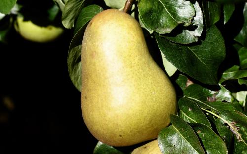 Beurre Hardy pears