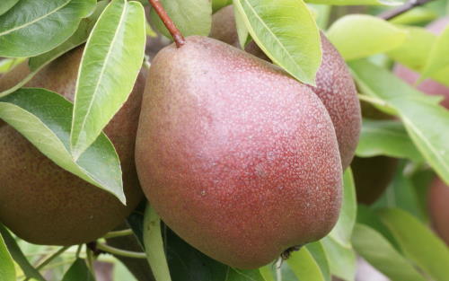 Black Worcester pear pears