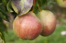 Catillac pear trees