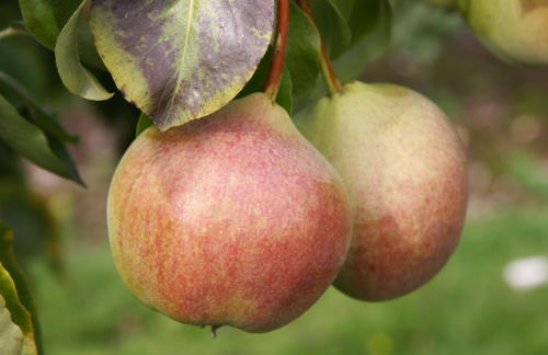 Catillac pears