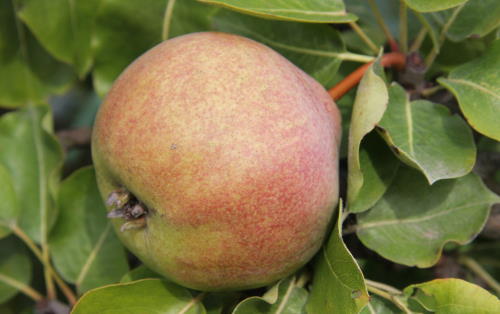 Catillac pears