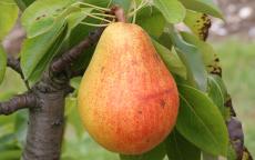 Clapps Favourite pear trees