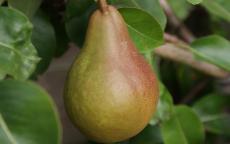 Durondeau pear trees