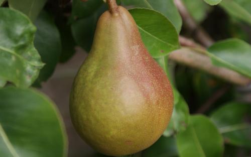 Durondeau pears