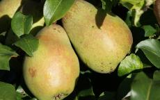 Buy Glou Morceau pear trees