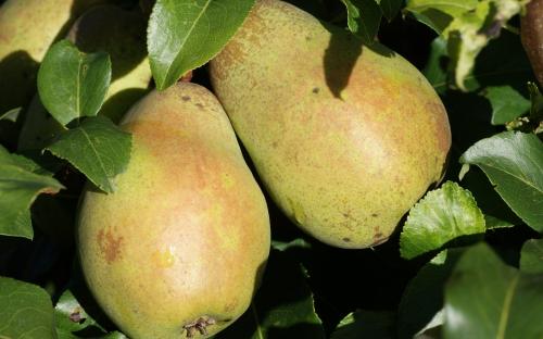 Glou Morceau pears